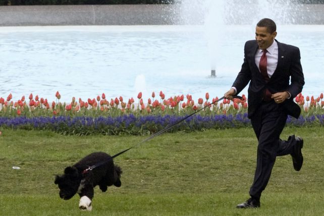 Bo - przygarnięty przez państwa Obama pies podobno ma w Białym domu całkiem dobrze.