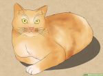 Jak narysować kota 3