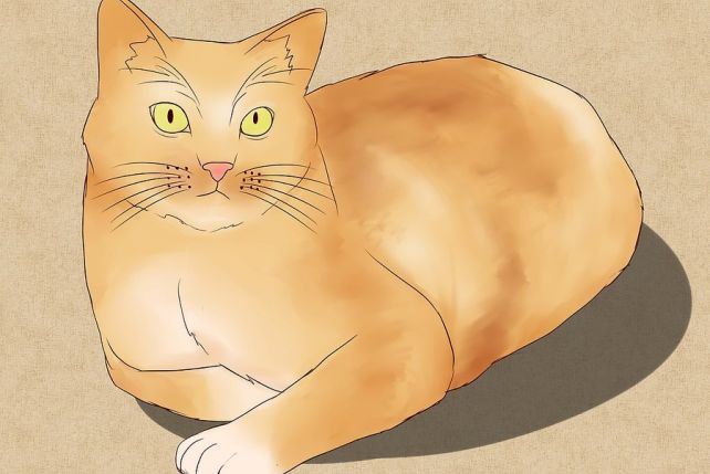 Jak narysować kota 3