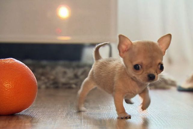 Toudi - najprawdopodobniej najmniejszy pies świata