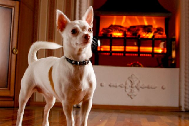 Chihuahua to jedna z najmodniejszych ras psów