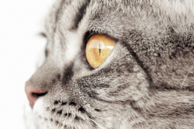 Kocie zmysły różnią się od ludzkich. Co widzi, słyszy, czuje kot?