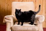 Przysłowiowy kot musi być czarny, złośliwy i lubić śmietanę. Czy taki jest naprawdę?