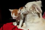 Anemia u psów i kotów