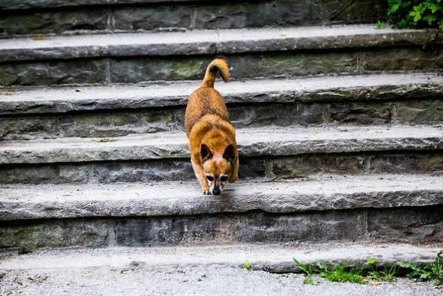 Skuteczne sposoby na pozbycie się lęku przed schodami u psa