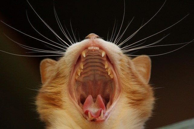 Koty mogą również narażać zęby i dziąsła