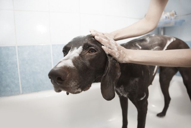Kąpiel psa - błędy