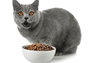 Kot spożywa karmę