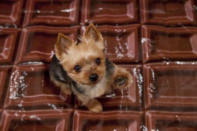 Najbardziej narażone na zatrucie czekoladą są psy ras małych