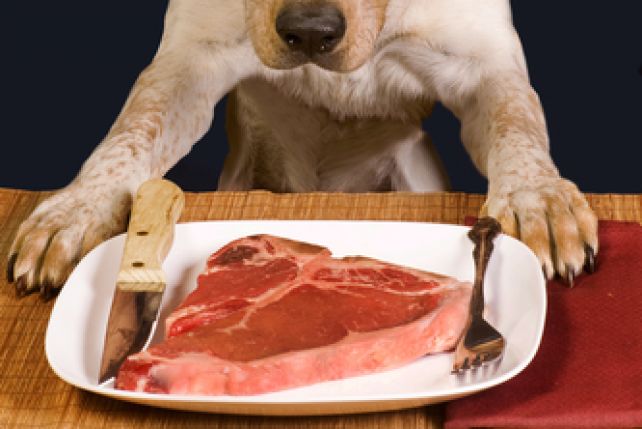 Jak się okazuje, surowe mięso może być niebezpieczne dla psa