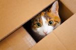 Koty uwielbiają się chować w pudełkach