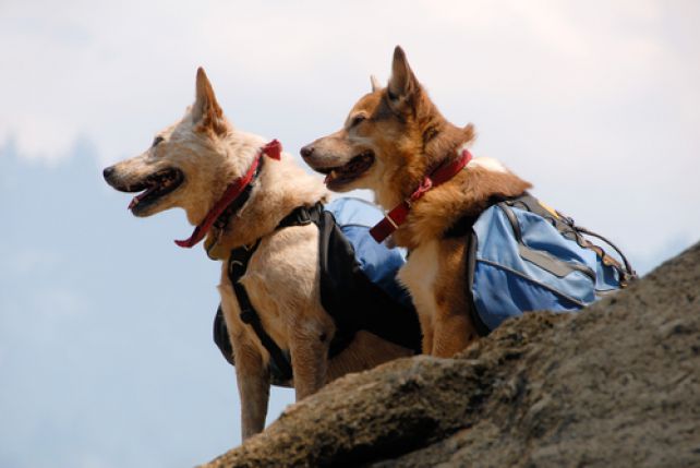 Psy w podróży