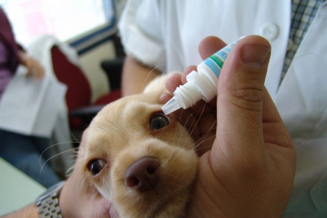 Oczy psa są wrażliwe na ciała obce i związki chemiczne, szczeólnie u szczeniąt.