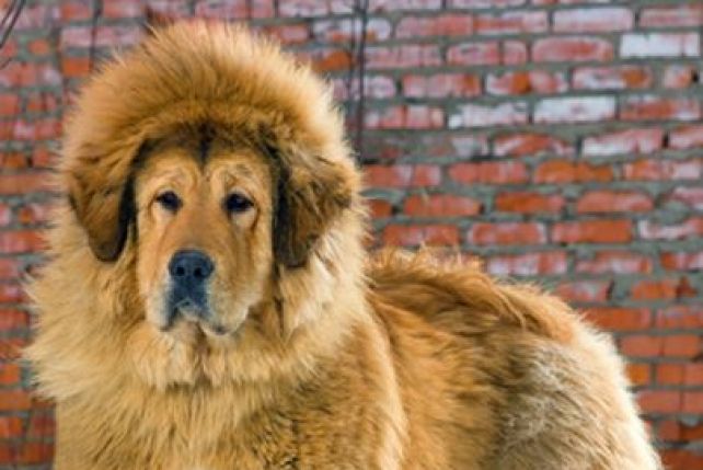 Mastif tybetański.