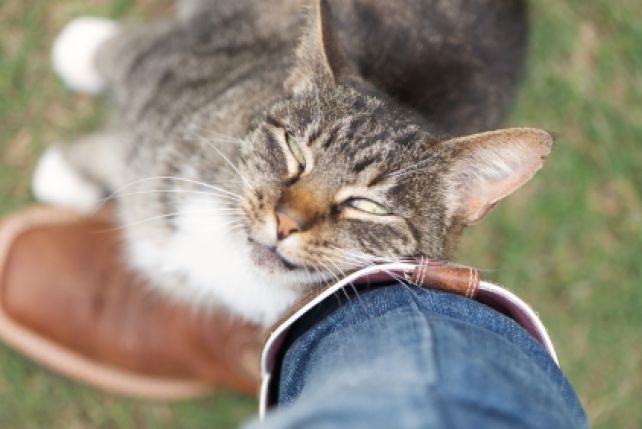Ocierając sie o właściciela kot zostawia na nim swój zapach i zbiera zapach grupy. Dzięki takim informacjom kot wie, kto jest przyjacielem, a kto intruzem.