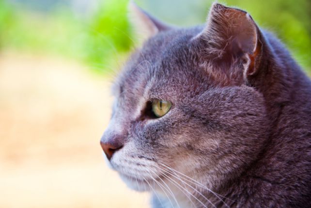 Na choroby tarczycy szczególnie narażone sa koty po ósmym roku życia.