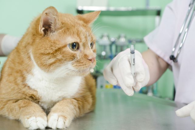 Vacunas para un gato