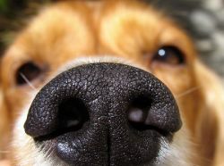 Psie preferencje zapachowe nie zawsze pokrywają się z ludzkimi.