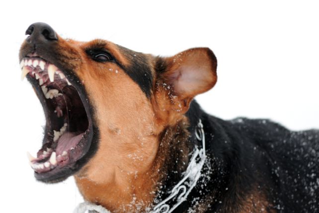 Czy używanie kolczatki naprawdę pomaga w szkoleniu groźnych psów? Historia mówi, że niekoniecznie.