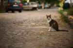Jak koty odnajdują drogę do domu? Naukowcy wciąż nie potrafią odpowiedzieć na to pytanie.