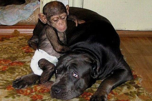 Ile w psie z mądrości szympansa?