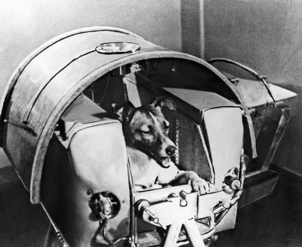 Łajka, która jako pierwszy pies poleciała w kosmos.