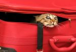 Nie wszystkie koty boją się podróży, niektóre jak Mary Jane uwielbiają poznawać okolicę