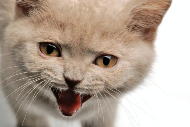 Kotk miauczy ile sił w płucach