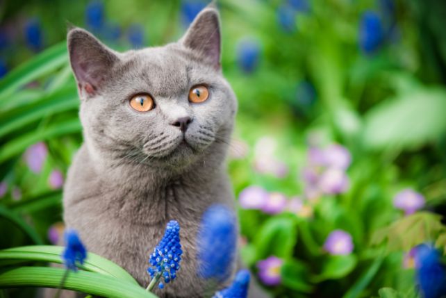 Koty podobnie jak ludzie reagują czasami uczuleniem na różne pyłki traw