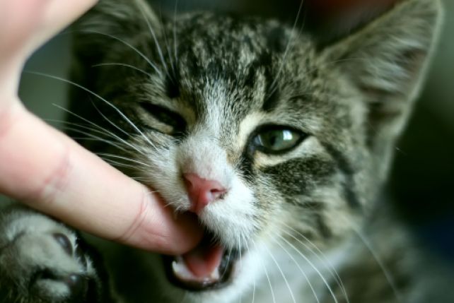 Koty mogą powodować schizofrenię