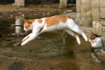 Jak kot skacze?