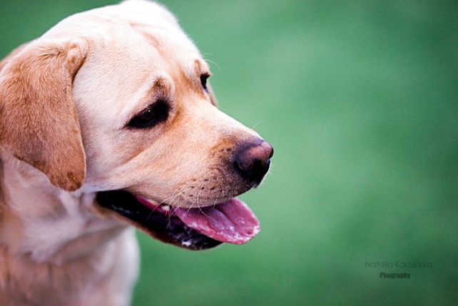 Labradory sa jedną z najpopularniejszych obecnie ras hodowlanych.