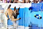 Na zdjęciu suczka Gra rekordzistka Polski 2012 w Dog divingu ze skokiem na 8,8m!
