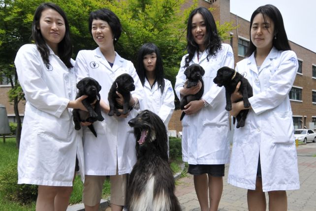 Klonowanie psów wzbudza wiele kontrowersji