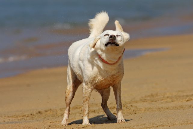 Gdy pies zbyt często trzepie głową może to oznaczać problem w przewodzie słuchowym zewnętrznym.