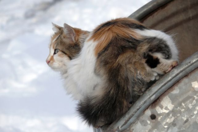 Zima to dla bezdomnych kotów trudny czas.