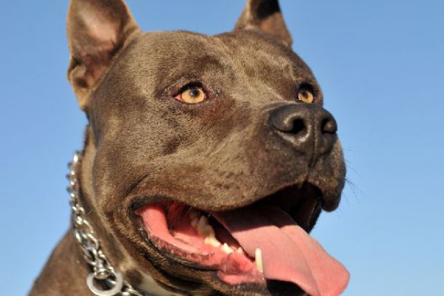 Psy rasy Staffordshire terrier uważane są na Wyspach za niebezpieczne