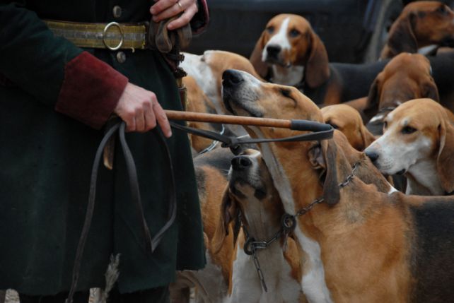 Polowania z psami było kiedyś ulubionym sportem polskiej szlachty.