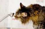 Wiele kotów nie lubi stojącej wody, chetniej niż z miski korzystają z kranu.