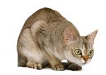 Koty singapurskie uważane są za wyjątkowo inteligentne