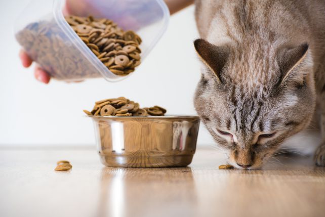 Odpowiednia dieta jest podstawą dobrego stanu zdrowia kota