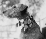 Kolejny psi bohater: Kentucky Boy - najodważniejszy pies ameryki, odznaczony 13 medalami za odwagę. W połowie XX wieku uratował przed pożarem studio filmowe.