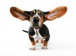 Dla psów słuch to drugi najważniejszy zmysł.