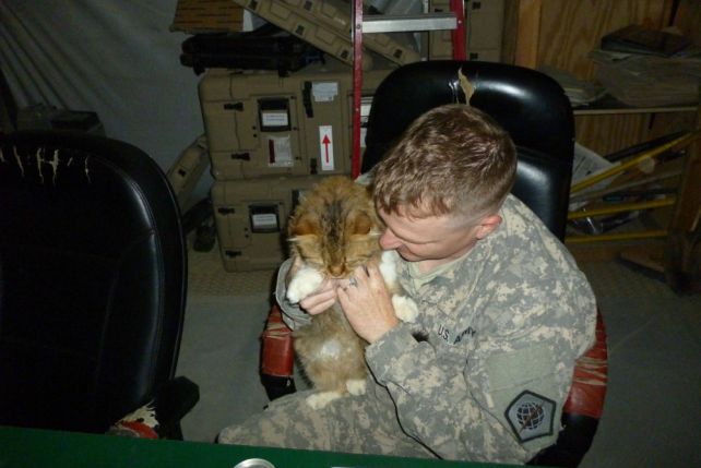 kot uratował żołnierza