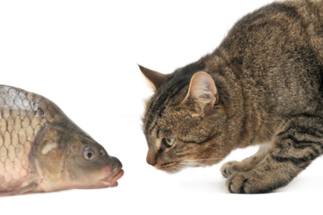 Nadmiar ryb w kociej diecie może powodować przedawkowanie witaminy A.
