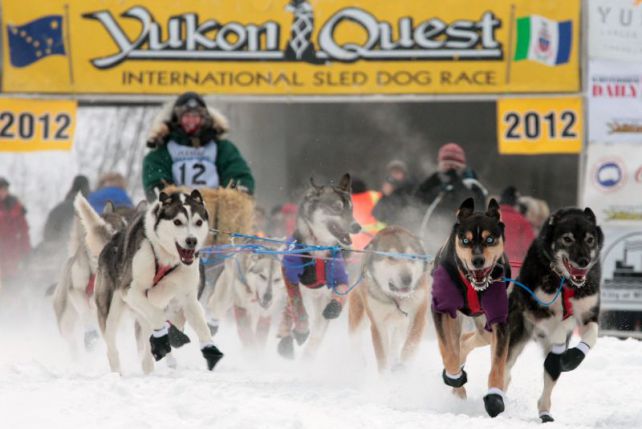 Yukon Quest - niesamowity wyścig psich zaprzęgów
