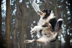 Dog frisbee - naucz psa latać!