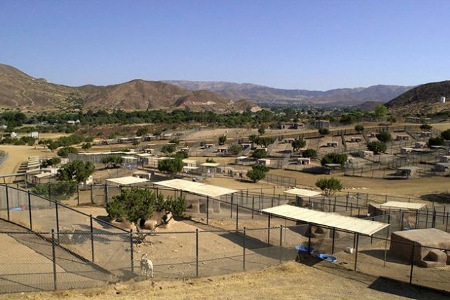 W kalifornijskim azylu zwierzęta mają możliwość korzystania z ogromnych wybiegów na łonie natury