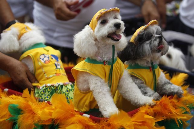 Brazylia słynie z hucznego obchodzenia karnawału, a te psiaki tylko to potwierdzają.