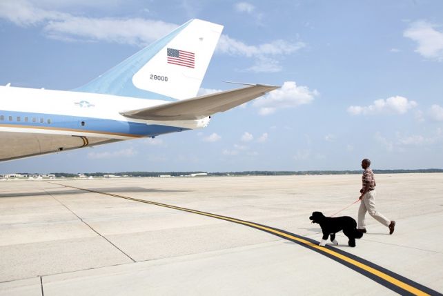 Latanie samolotem to nic niezwykłego dla psów prezydenta USA